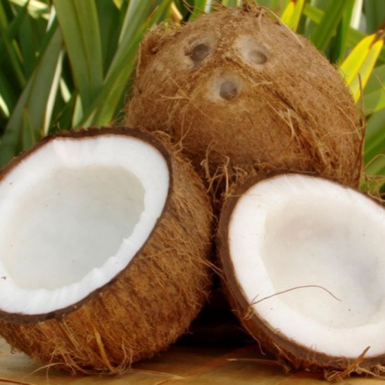 Copacul vietii - cocosul