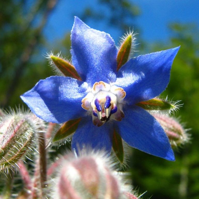 Uleiul de BORAGO