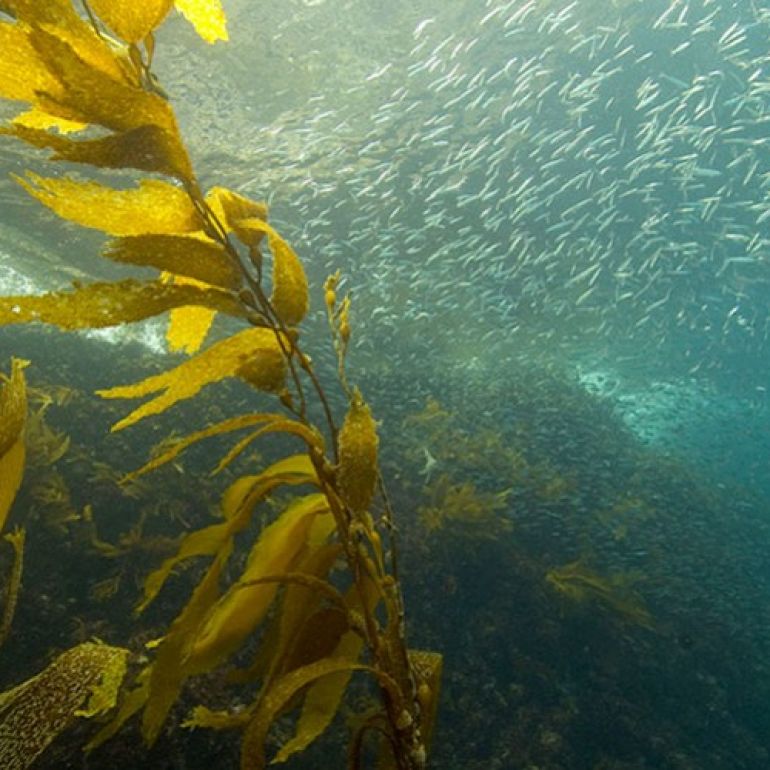 Kelp (Ascophylum nodos) - ALGĂ MARINĂ BRUNĂ