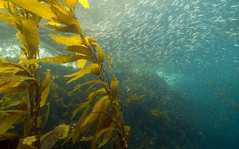 Kelp (Ascophylum nodos) - ALGĂ MARINĂ BRUNĂ