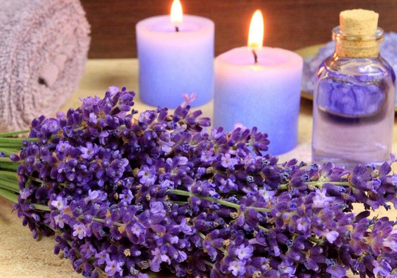 LEVĂNȚICA (Lavandula officinalis)