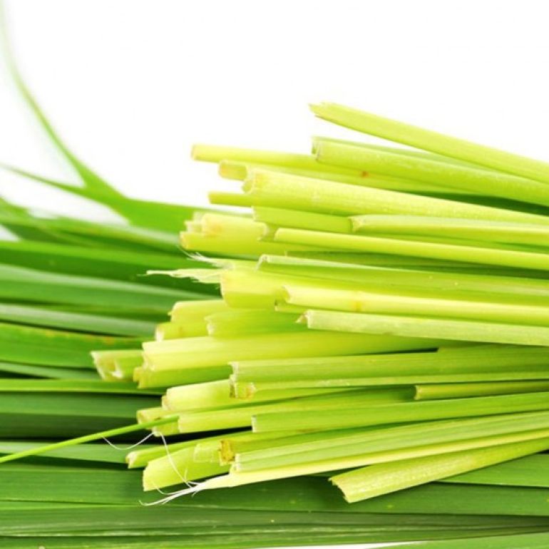 Citronella