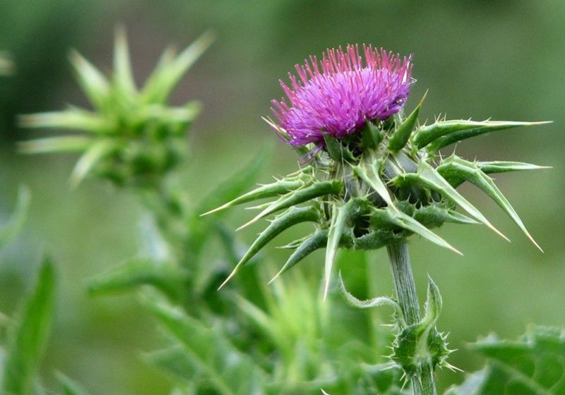 Pulberea de ARMURARIU