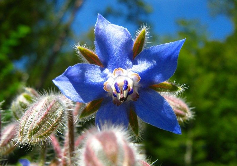 Uleiul de BORAGO