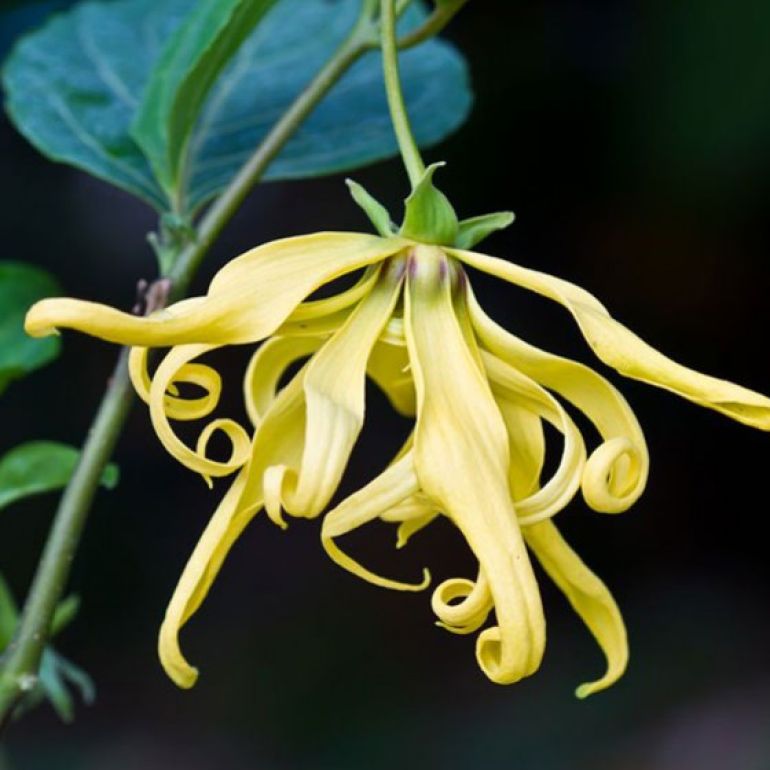 Ylang-Ylang
