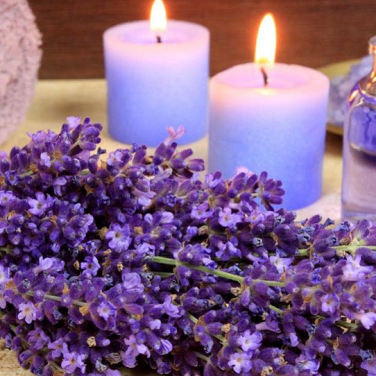 LEVĂNȚICA (Lavandula officinalis)