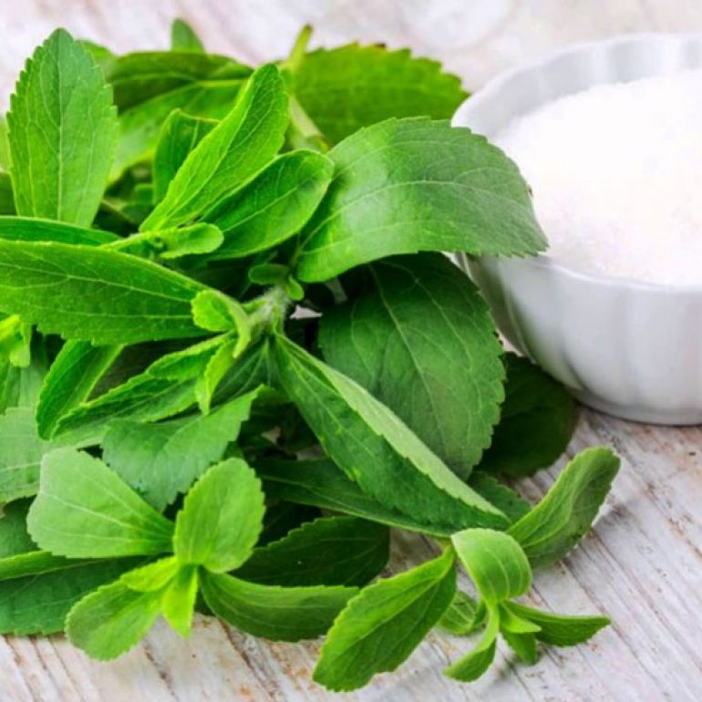 Stevia rebaudiana -un indulcitor natural