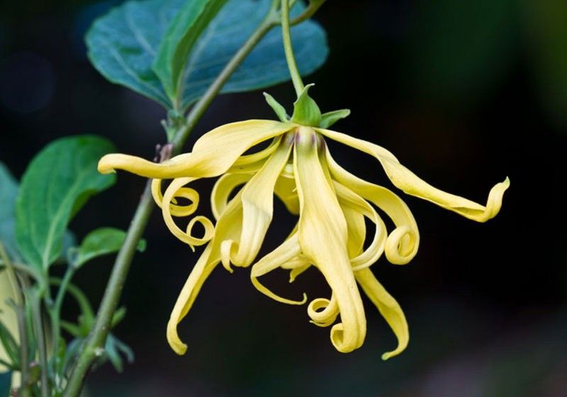 Ylang-Ylang