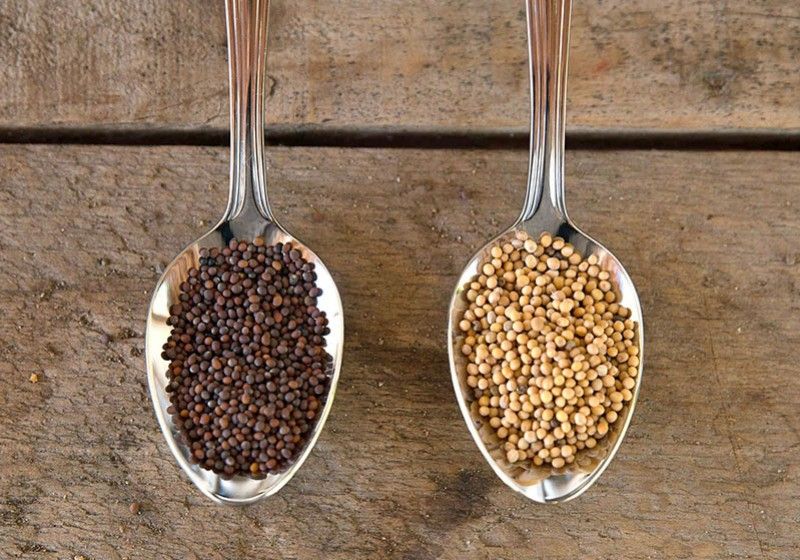 Muştarul brun, un condiment cu origini mediteraneene