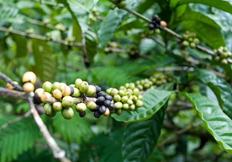 CAFEA VERDE