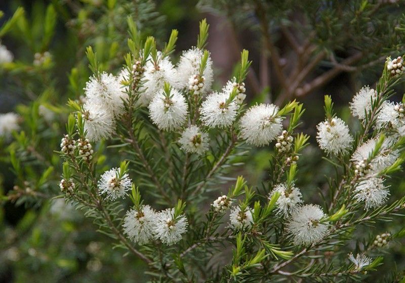 Arborele de ceai australian