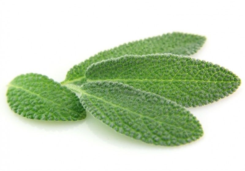 Salvia