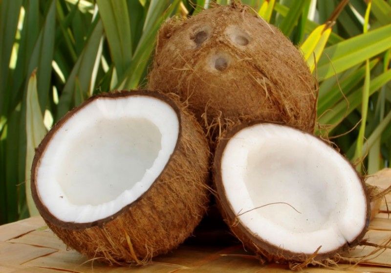 Copacul vietii - cocosul