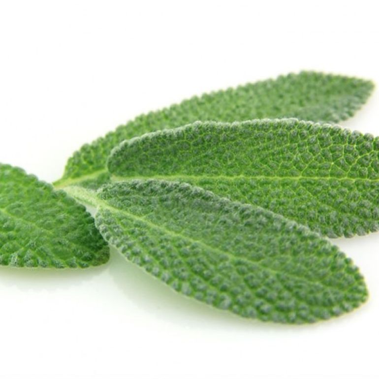 Salvia