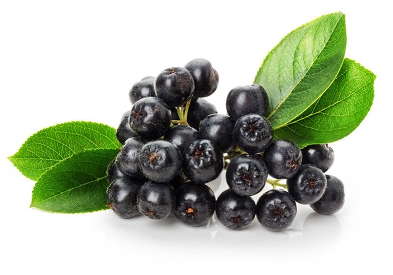 Pulberea de aronia