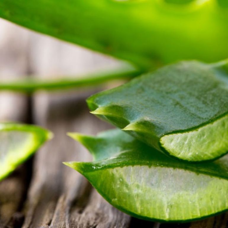 Aloe Vera