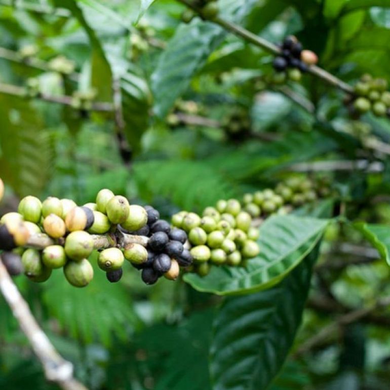 CAFEA VERDE