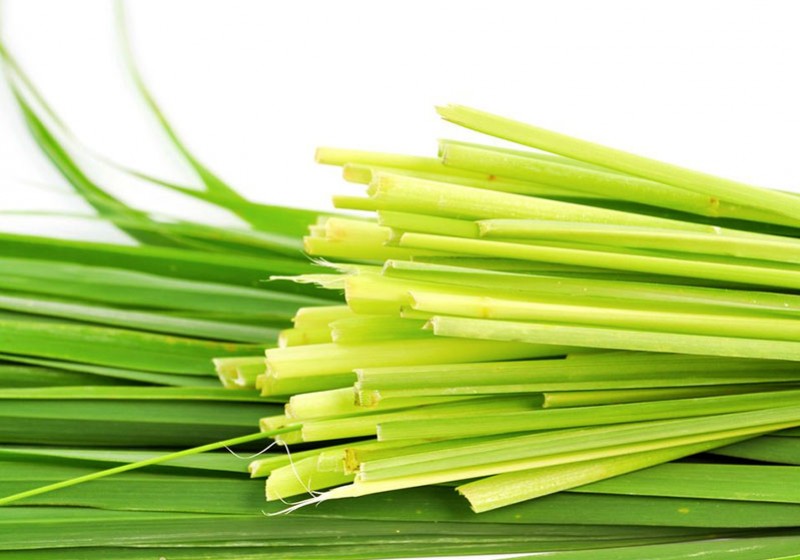 Citronella