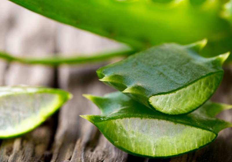 Aloe Vera - HerbalSana