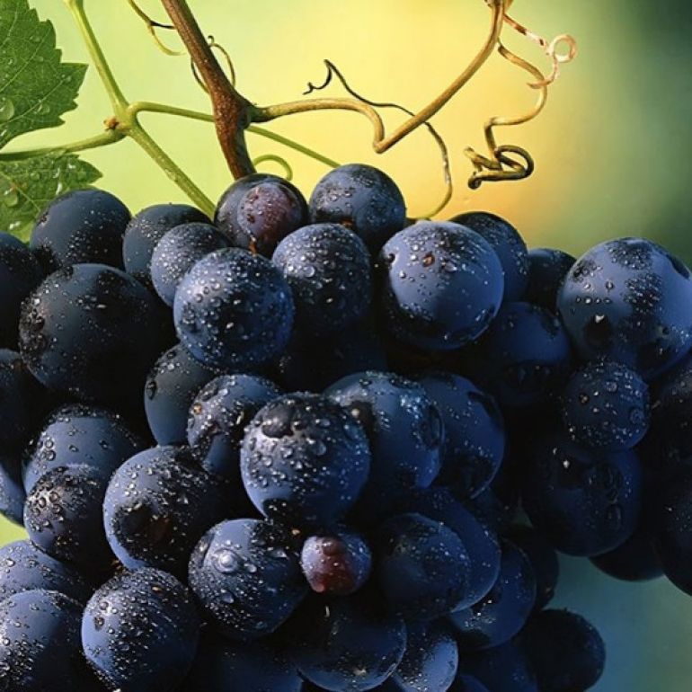 Faina din seminte de struguri