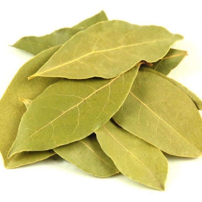 Dafinul - una dintre cele mai vechi plante aromatice din lume