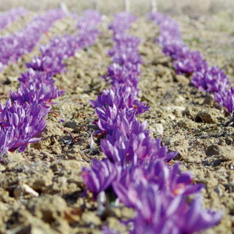 Șofranul - un condiment folosit de mii de ani