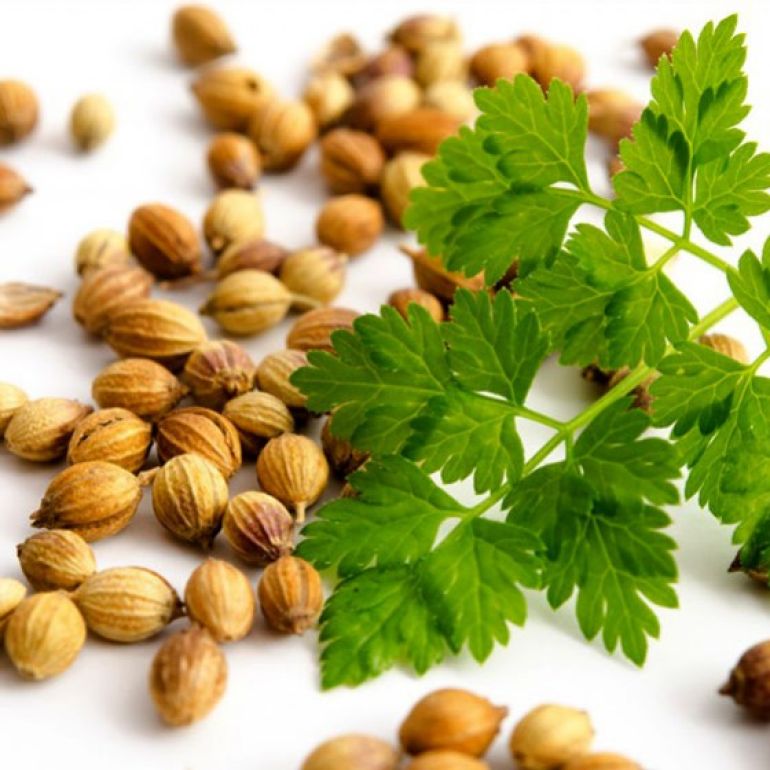 Despre coriandru - beneficii si proprietati